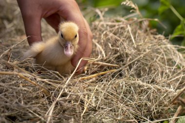 Bir saman yuva küçük ördek oturur yakın çekim