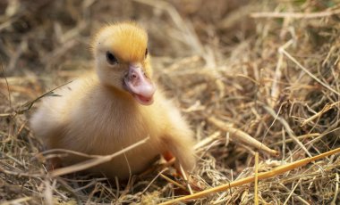 Bir saman yuva küçük ördek oturur yakın çekim