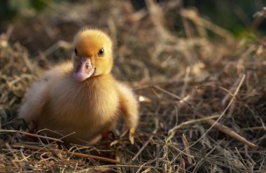 Bir saman yuva küçük ördek oturur yakın çekim