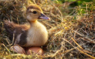 Bir saman yuva küçük ördek oturur yakın çekim
