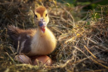 Bir saman yuva küçük ördek oturur yakın çekim