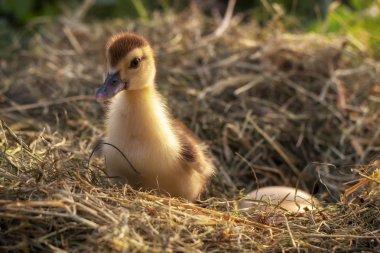 Bir saman yuva küçük ördek oturur yakın çekim