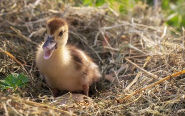Bir saman yuva küçük ördek oturur yakın çekim