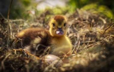 Bir saman yuva küçük ördek oturur yakın çekim