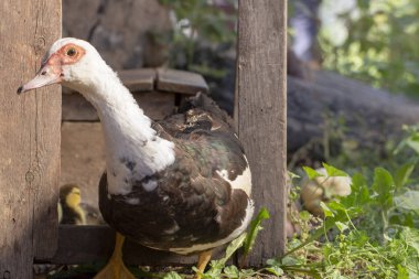 Eski ahşap ahır yakınındaki kafasına kırmızı ups ile ev yapımı ördek yakın çekim