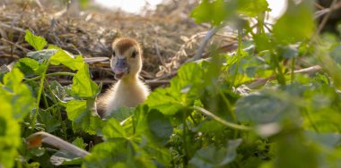 Grev kırıcılar çalılıkları bir küçük ördek oturur yakın çekim