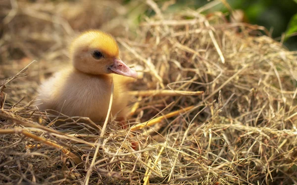 Pequeño Pato Sienta Nido Heno Cerca —  Fotos de Stock