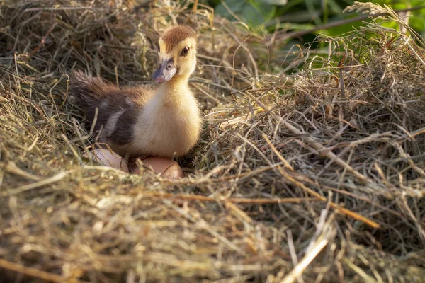 Bir saman yuva küçük ördek oturur yakın çekim