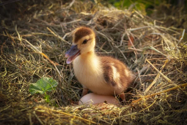 Bir saman yuva küçük ördek oturur yakın çekim