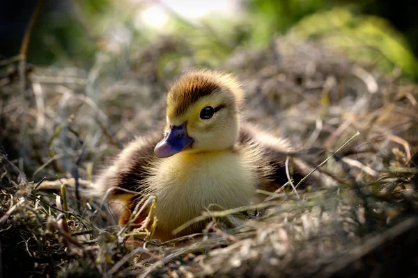 Small Duck Sits Hay Nest Close — Stock Photo, Image