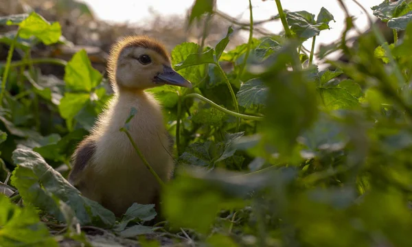 かさぶたの茂みに小さな鴨座っているクローズ アップ — ストック写真