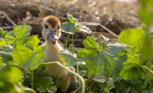 Pato Pequeno Senta Nas Moitas Das Crostas Perto — Fotografia de Stock