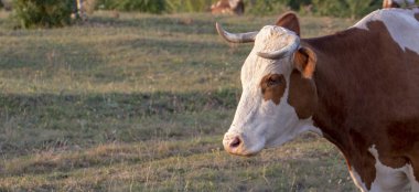 Barışçıl bir çayır üzerinde otlatma ve çim yeme çayır A inek inek Grazed.