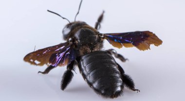 Marangoz arı Close-up beton duvara tünemiş