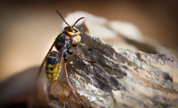 Stora Europeiska Hornet Farliga Rovdjur Insekt Närbild — Stockfoto