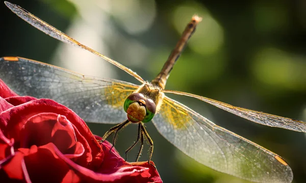 Tatlı yaprak yeşil zemin üzerine yeşil bir yusufçuk