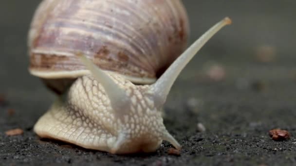 Snail Crawling Asphalt Road Burgundy Snail Helix Roman Snail Edible — Stock Video