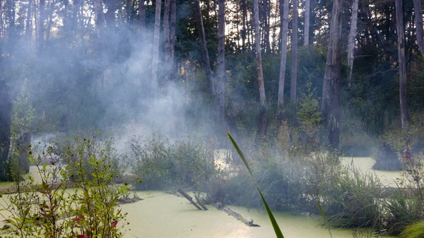 松树林中的沼泽 完全覆盖着藻类 — 图库照片