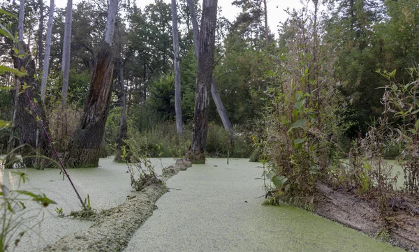 Marais Dans Une Pinède Entièrement Couvert Algues Paysage — Photo