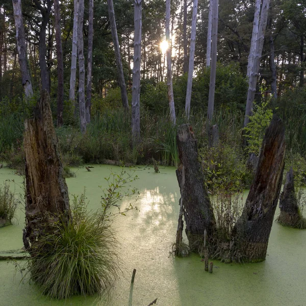 Swamp Pine Forest Completely Covered Algae Landscape — Stock Photo, Image