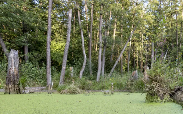 Болото Сосновом Лесу Полностью Покрытое Водорослями Пейзаж — стоковое фото