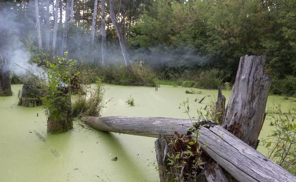 Swamp Pine Forest Completely Covered Algae Landscape — Stock Photo, Image