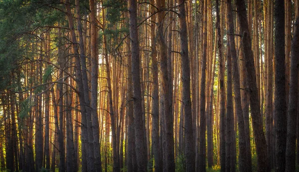 Sole Serale Nella Pineta Vicino — Foto Stock