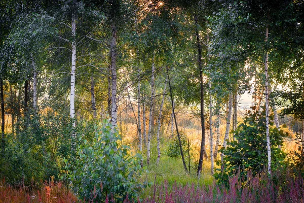 Evening Sun Pine Forest Close — Stock Photo, Image