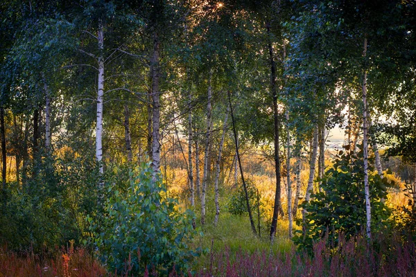 Západ Slunce Borovém Lese Zblízka — Stock fotografie