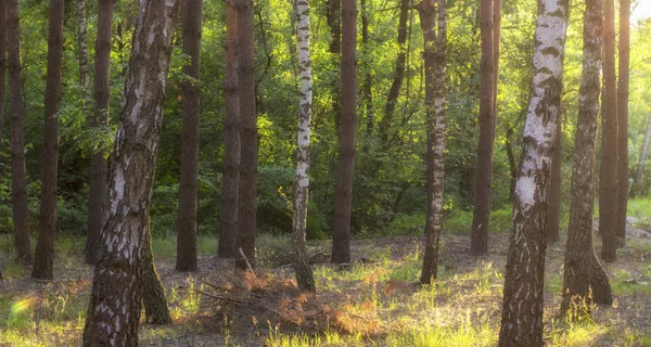 Sol Tarde Bosque Pinos Cerca — Foto de Stock