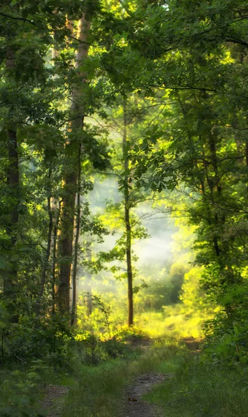 Bergbos Met Naaldbossen Bladverliezende Bomen Vroege Voorjaar Bovenaanzicht — Stockfoto