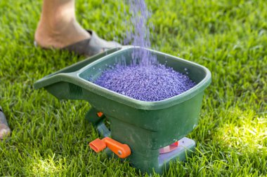 Manual fertilizing of the lawn in back yard in spring time close up clipart