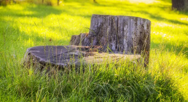 Old Stump Green Grass Garden Backyard — Stock Photo, Image