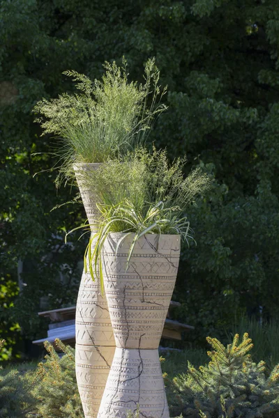 Tall Pot Plants Garden Grass Growing Herb Close — Stock Photo, Image