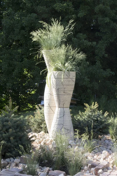 Tall Pot Plants Garden Grass Growing Herb Close — Stock Photo, Image