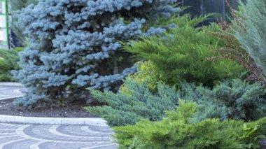 Modern bahçe tasarımı iğne yapraklı bitkilerde Bahçe.