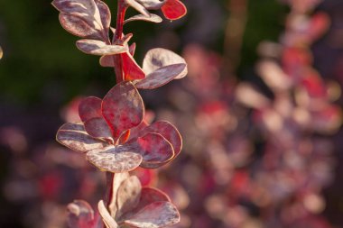 Kaçış kızamık ile Külleme küf, mantar hastalığı bitkiler hasta.