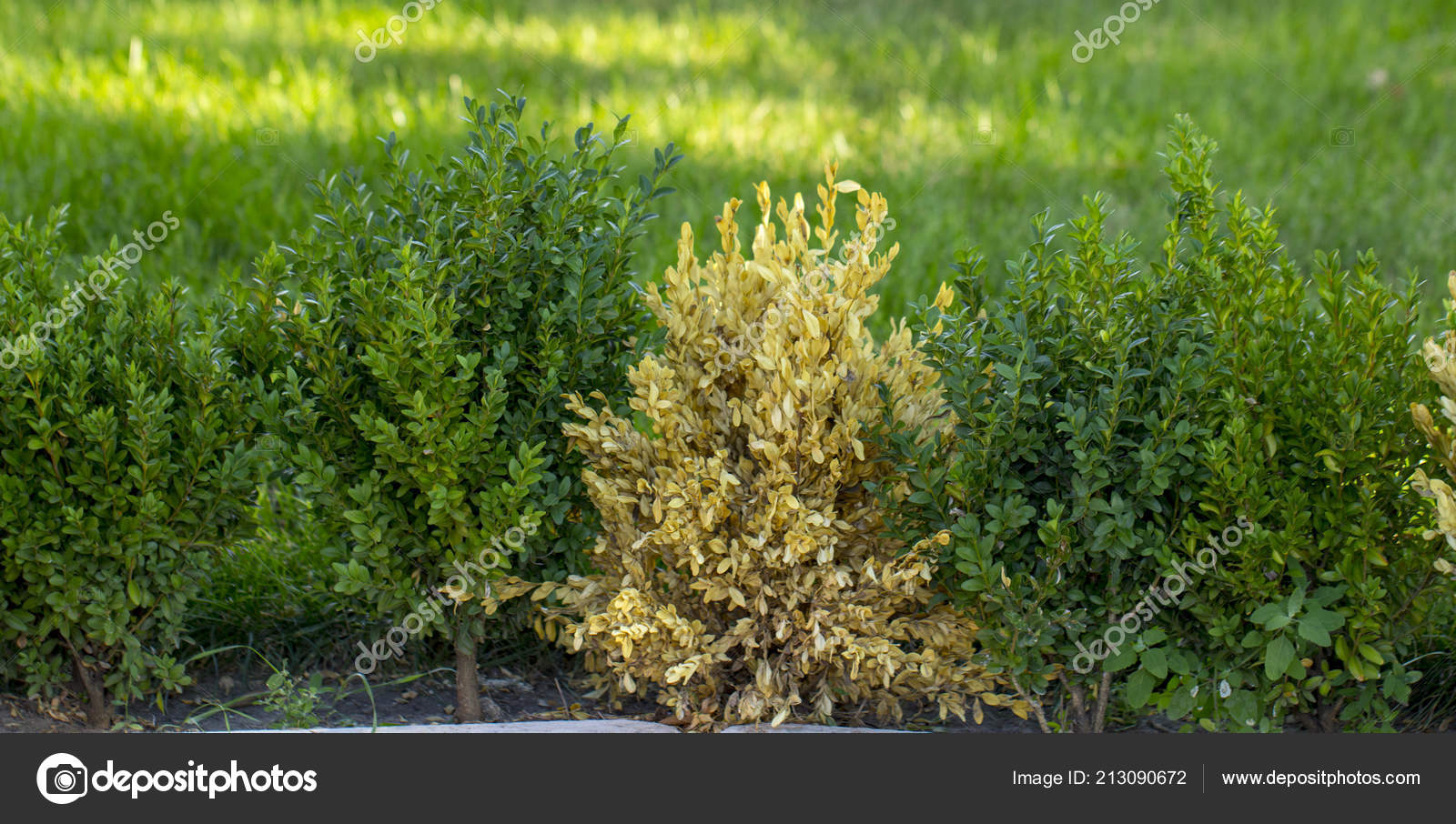 Twigs Leaves Boxwood Turn Yellow Because Sucking Damage Stock Photo Image By C Maykal 213090672