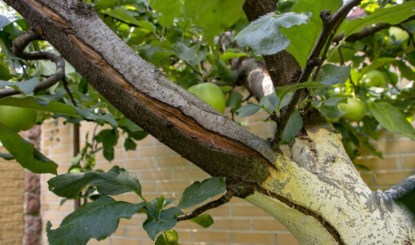 large frost cracks in the apple barrel close-up