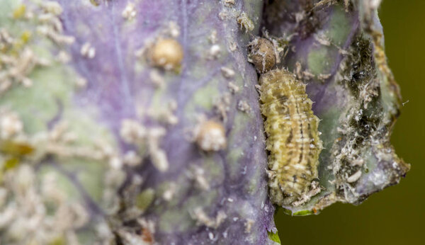 The larva of the scarlet flies eats aphids on the cabbage. Natural enemy of aphids, useful garden insect destroying the population of pests.