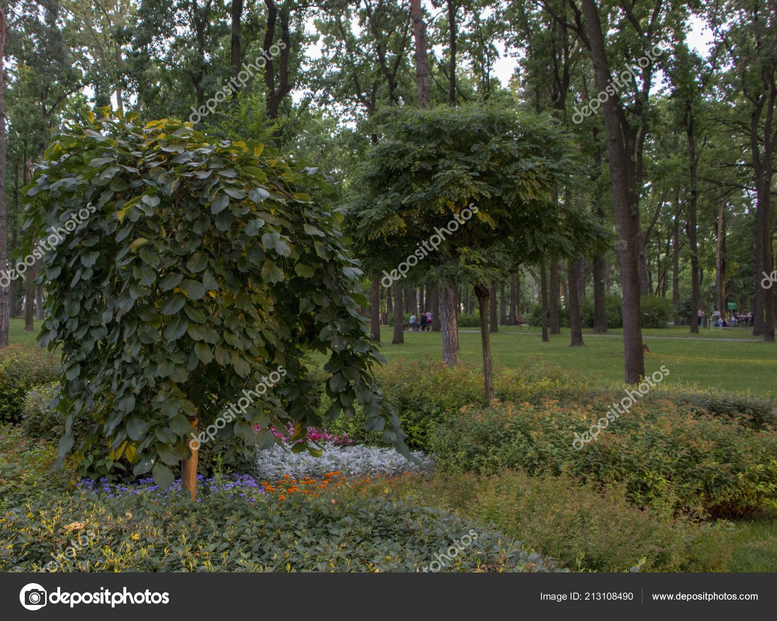 Evening Sun Pine Forest Close Stock Photo C Maykal 213108490