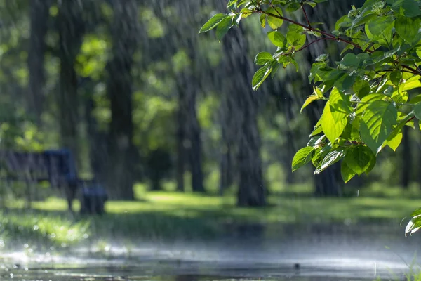 Rain in the forest, wet leaves in the foreground, background of the picture and rain drops in the focus.