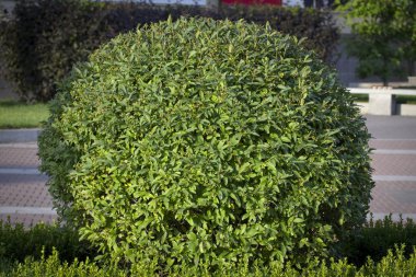 Wild Privet Ligustrum hedge close up nature texture A sample of topiary art clipart