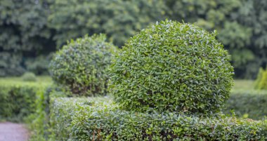 Vahşi Privet Ligustrum hedge kapatmak doku doğa bahçevan sanat örneği
