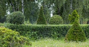 Vahşi Privet Ligustrum hedge kapatmak doku doğa bahçevan sanat örneği