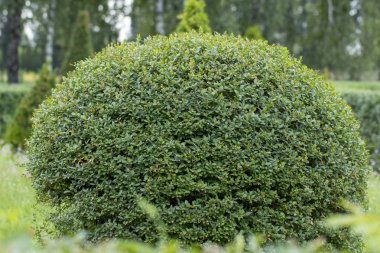 Vahşi Privet Ligustrum hedge kapatmak doku doğa bahçevan sanat örneği