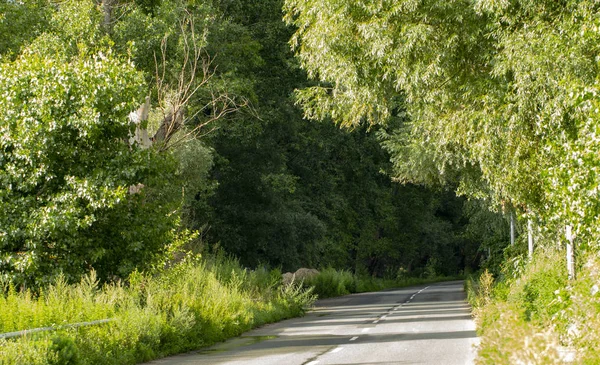 Strada Rurale Molto Stretta Nel Villaggio Stary Petrovtsi Regione Kiev — Foto Stock