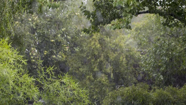 Rain Forest Wet Leaves Foreground Background Picture Rain Drops Focus — Stock Photo, Image