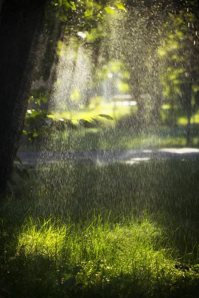 Rain in the forest, wet leaves in the foreground, background of the picture and rain drops in the focus.