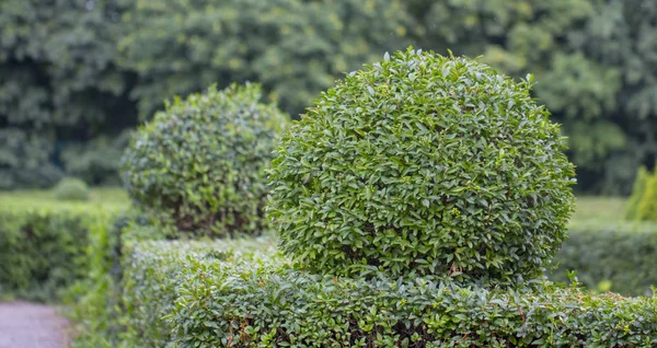 Wilde Ligusterhecke Nahaufnahme Der Natur Textur Eines Beispiels Topiary Art — Stockfoto